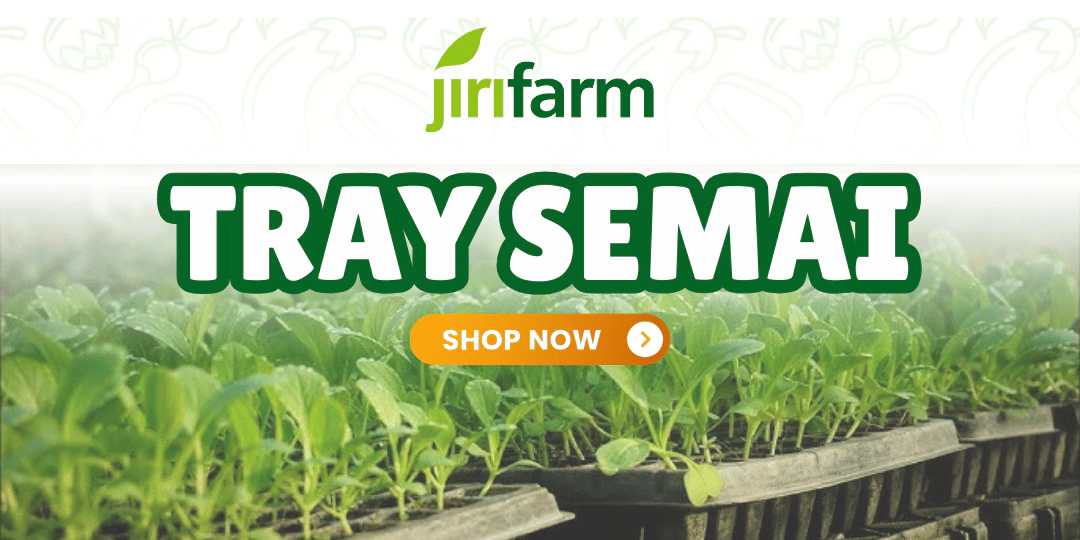 Tray Semai
